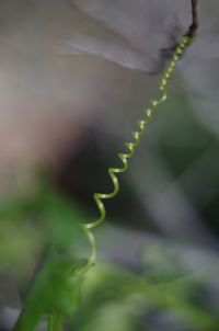 Close-up of plant