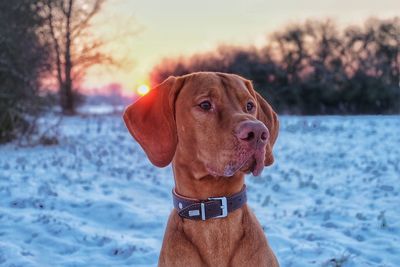 Portrait of dog with ball in snow