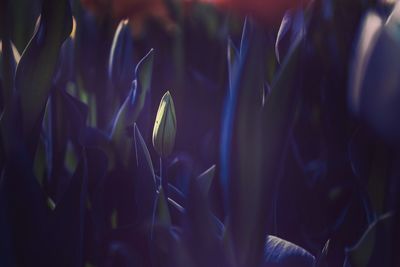 Close-up of purple flowering plants