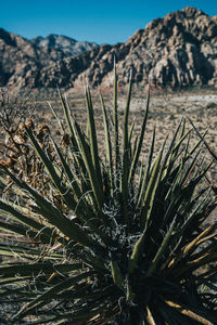 Close-up of plant on field against sky