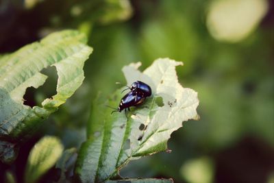 Close-up of insect on leaf