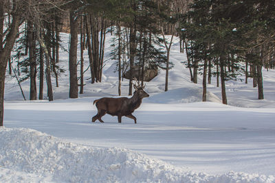 View of dear in a snow covered land