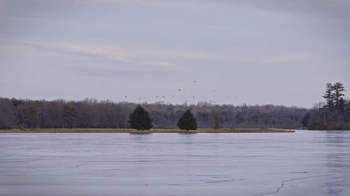 Birds flying over lake against sky