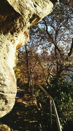 Trees in park