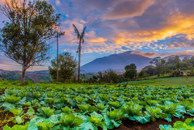 Plants growing on field against sky during sunset