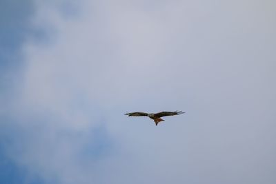 Low angle view of eagle flying in sky