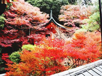 Autumn trees by railing