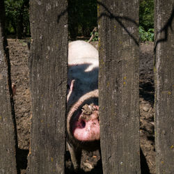 Pig with dirty snout stare between wooden boards of pig pen