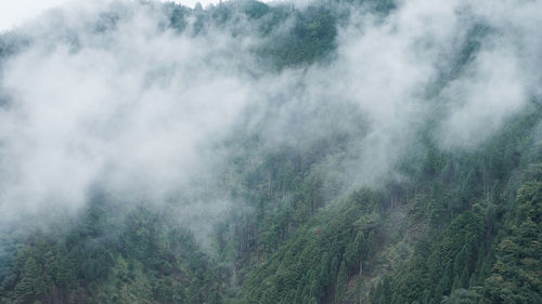 Scenic view of mist in forest