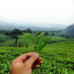 Close-up of hand holding leaves against landscape