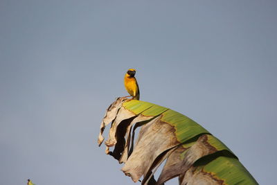 Low angle view of bird perching on a leaf