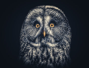 Portrait of owl against black background