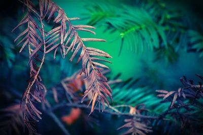 Close-up of pine tree leaves