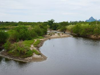 Scenic view of river amidst trees against sky