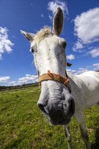 Close-up of donkey on field against sky