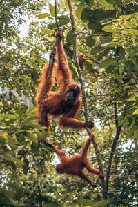 Low angle view of monkey on tree