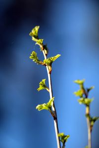 Low angle view of flowering plant against blue sky