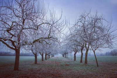 Bare trees on field against sky