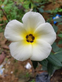 Close-up of white flowering plant