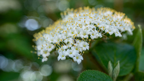 Close-up of white flowering plant