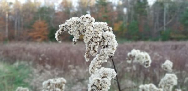 Close-up of frozen plant on land