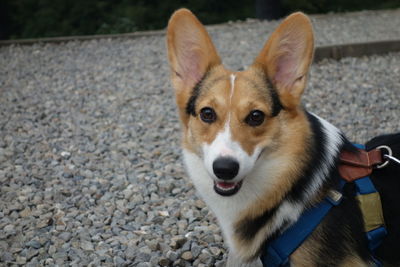 Close-up portrait of dog looking at camera