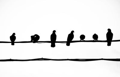 Low angle view of silhouette birds perching on power lines against clear sky