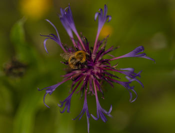 Close-up of bee pollinating on purple flower