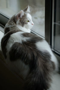Cat sitting beside window