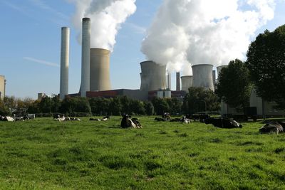 Trees on grassy field against cloudy sky