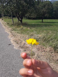 Cropped image of person holding yellow flower on field