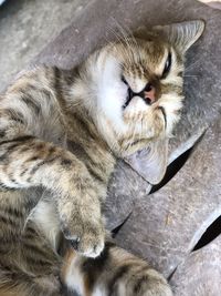 High angle view of cat relaxing outdoors