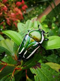 Close-up of insect on plant