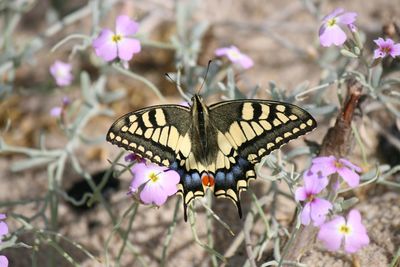 Close-up of butterfly pollinating on pink flower