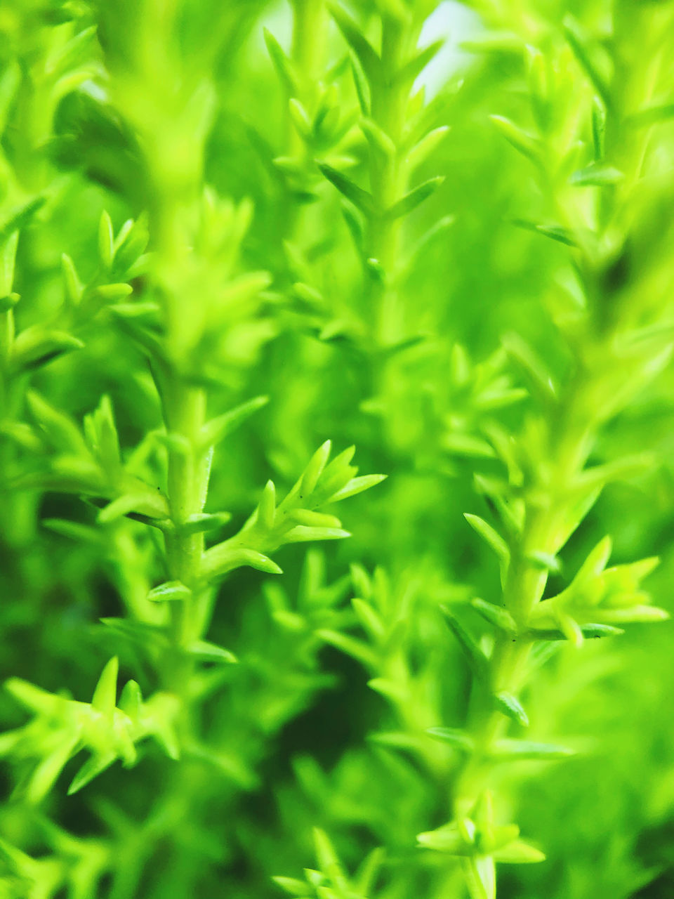 FULL FRAME SHOT OF FRESH GREEN PLANTS