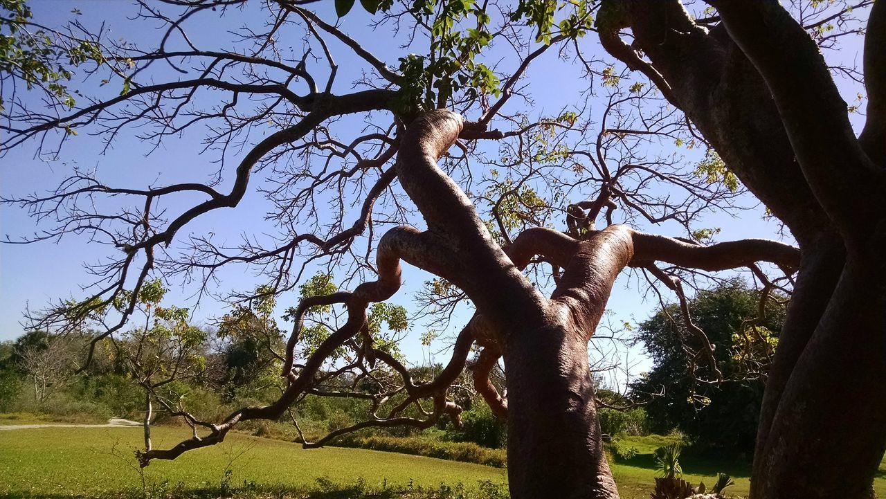 Curvy trees