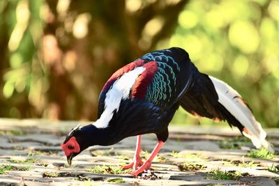 Close-up of a bird perching on a field