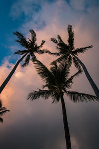 Low angle view of palm tree against sky at sunset