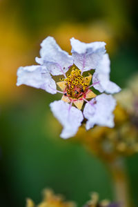 Close-up of white flowering plant