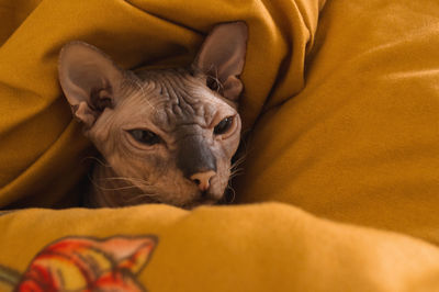 Sphynx cat sleeping in yellow blanket