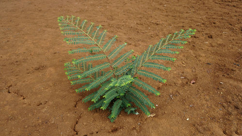 High angle view of plant on field