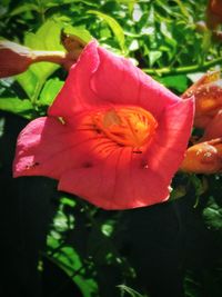 Close-up of pink flower