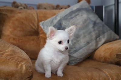 Small white chihuahua puppy sitting on brown chair