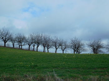 Bare trees on field against sky