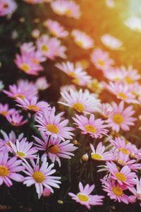 Close-up of purple flowering plants