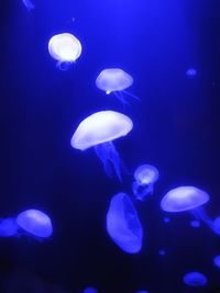 Close-up of jellyfish in blue water
