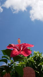 Close-up of red flowering plant against sky