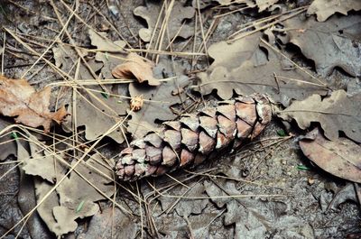 Close-up of leaves on tree trunk