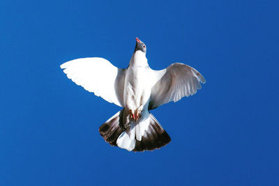 Low angle view of seagull flying against blue sky