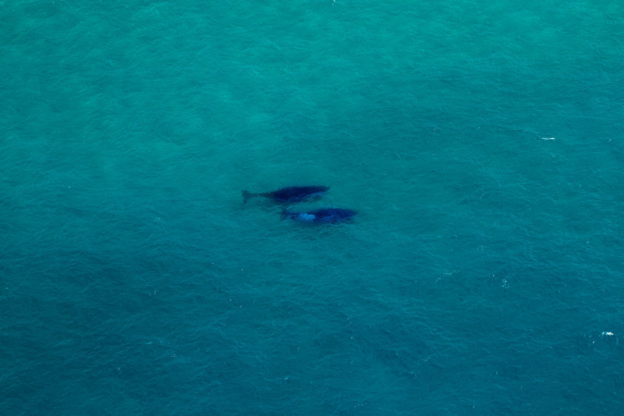 HIGH ANGLE VIEW OF WHALE SWIMMING IN SEA